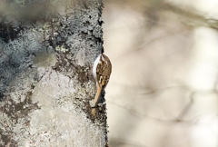 小っちゃい奴 キバシリ 小っちゃい奴 キバシリ