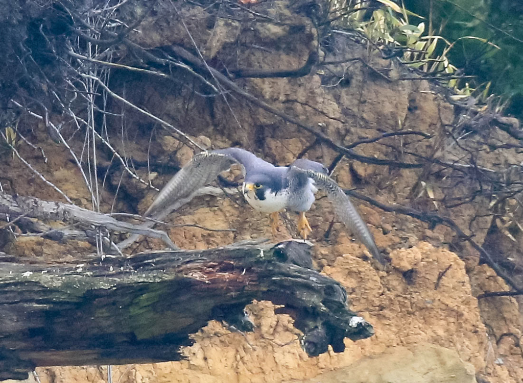 ハヤブサ05　飛び出し