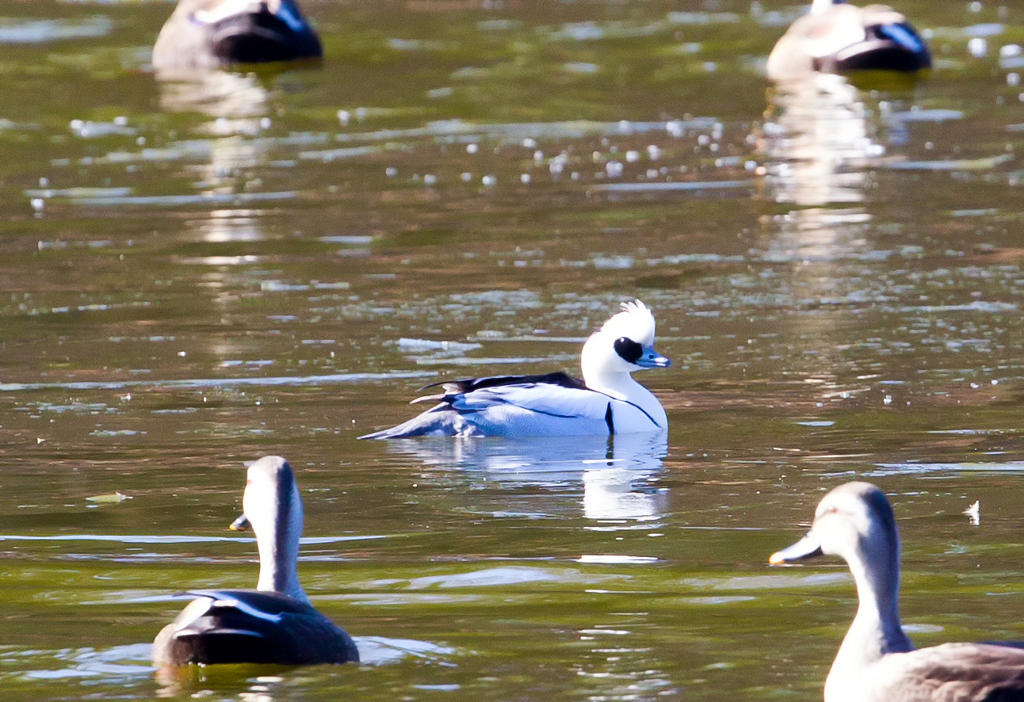 今日のI公園の野鳥たち　02