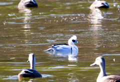 今日のI公園の野鳥たち　02