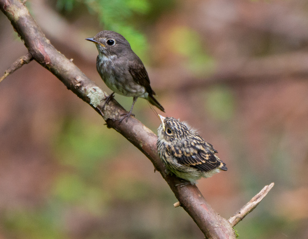 おかあさんといっしょ！