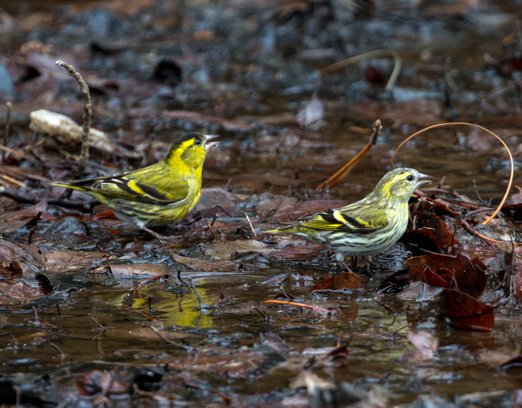 マヒワ