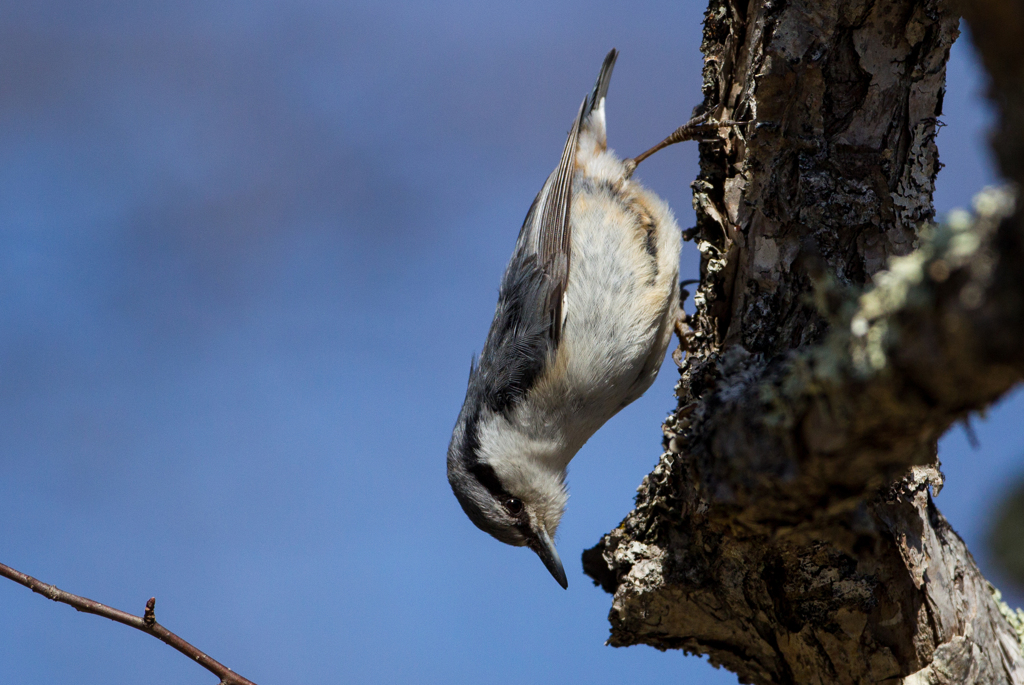 ゴジュウカラ02
