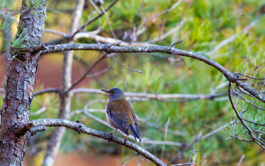 今年最後の野鳥撮影　シロハラ