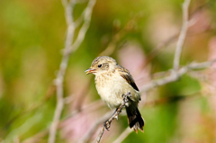 ノビタキ ノビタキ
