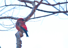 イスカ05 イスカ05