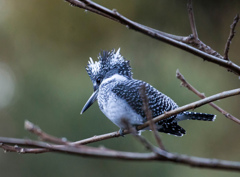 Crested kingfisher 25