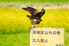 とび