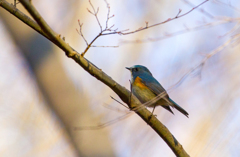 今年最後の野鳥撮影　ルリビタキ