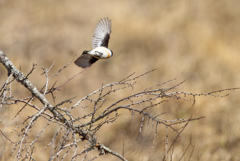ノビ飛翔 ノビ飛翔