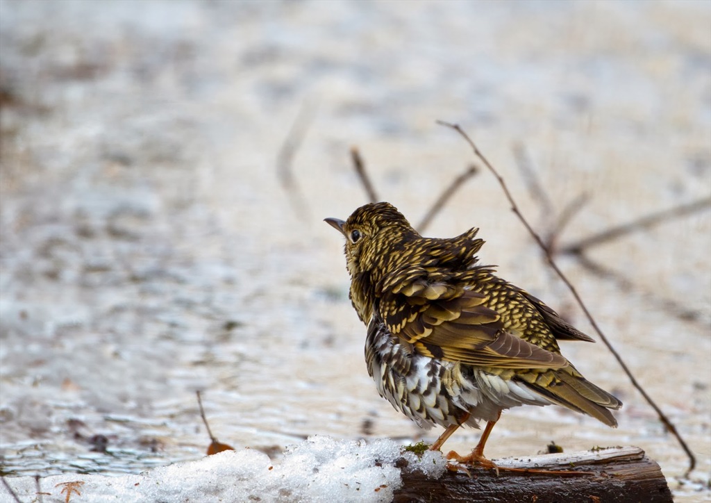 トラツグミ　水浴び05