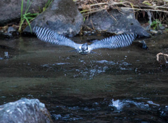 Crested kingfisher 32