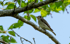 巣作り中のコサメビタキ 巣作り中のコサメビタキ