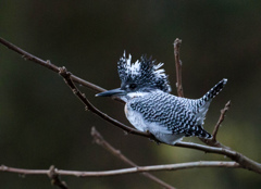 Crested kingfisher 36