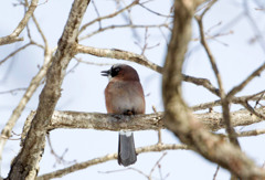 今日のお鳥さん　カケス