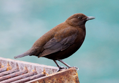 美声のカワガラス 美声のカワガラス