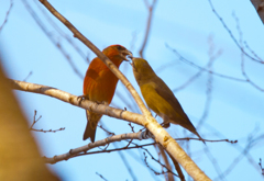 イスカ02 イスカ02