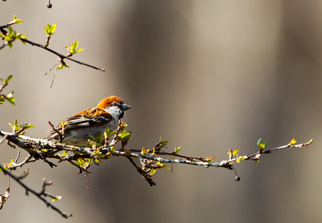 ニュウナンスズメ