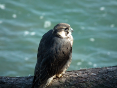 DSCF4778