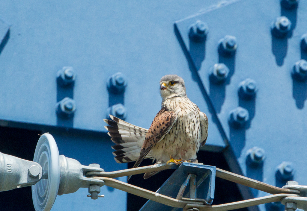 パパも子育てしています