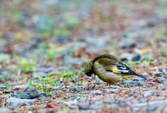 うなだれている訳ではありません うなだれている訳ではありません