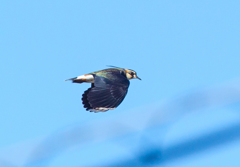 今日の出会い08　タゲリ