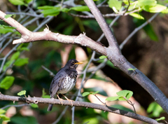 クロツグミ♂ クロツグミ♂