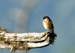 ノビタキ ノビタキ