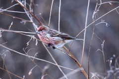 運よく会えたオオマシコ