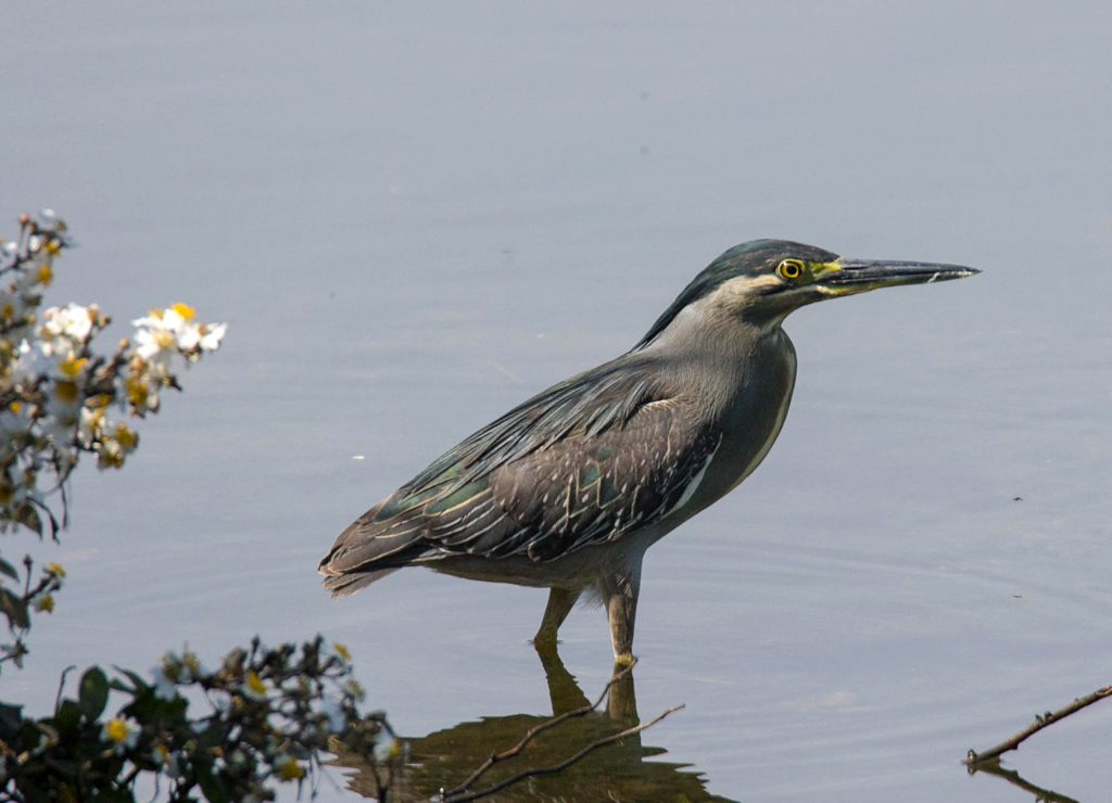 本命ササゴイ02