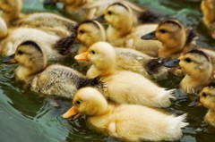 カモなんです カモなんです