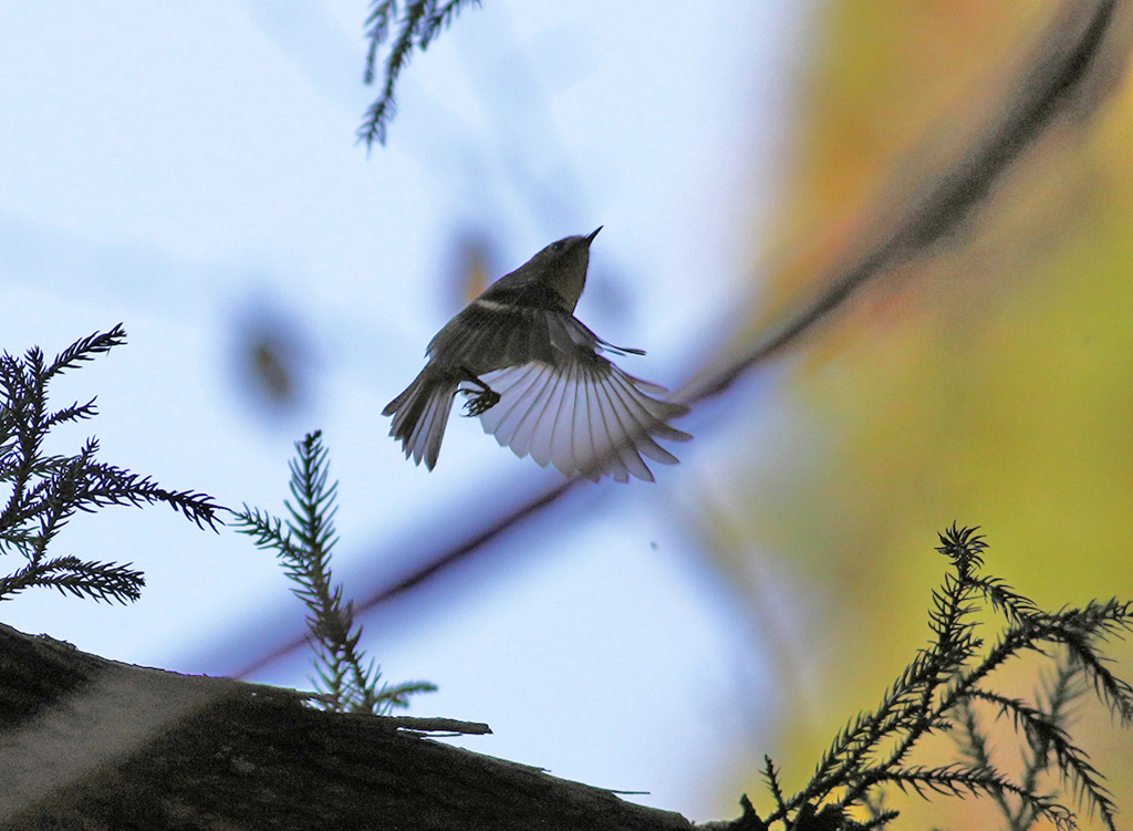 ISO1600 試し撮り01