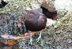 なかなか... なかなか...