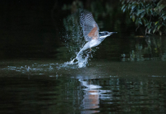 Crested kingfisher 18