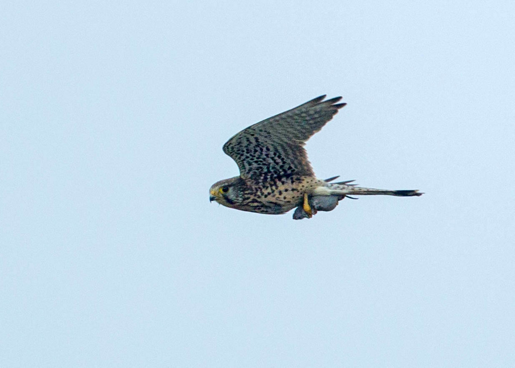 チョウゲンボウ 02