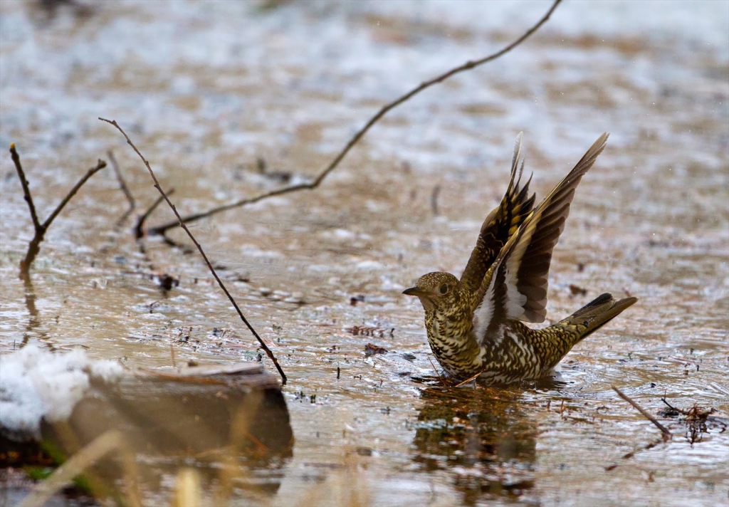 トラツグミ　水浴び01