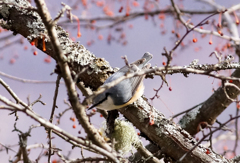 おなじみのゴジュウカラ おなじみのゴジュウカラ