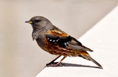 イワヒバリ イワヒバリ