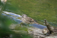 オシドリ親子 オシドリ親子