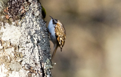 キバシリ キバシリ