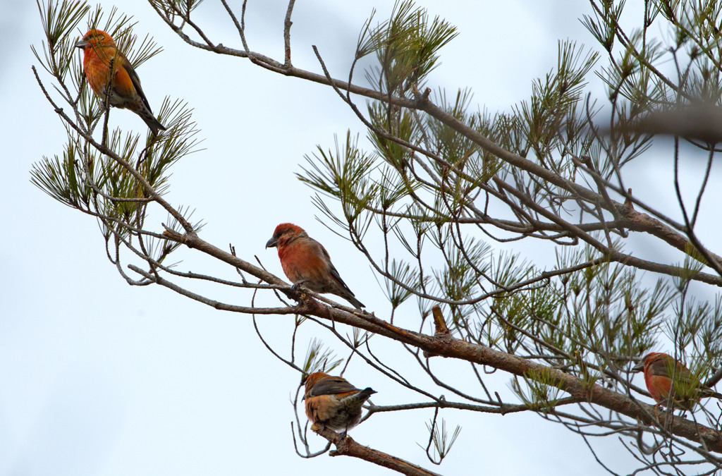 イスカイスカイスカイスカ