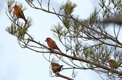 イスカイスカイスカイスカ