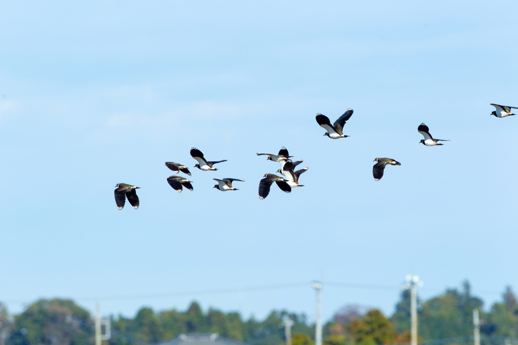 今日の出会い09　タゲリ