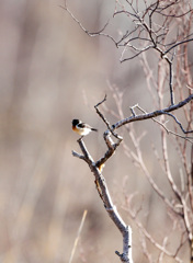 ノビタキ ノビタキ