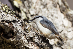 ゴジュウカラ ゴジュウカラ