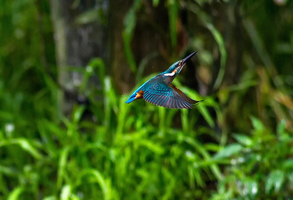 公園のカワセミ10