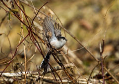 今日のお鳥さん　エナガの羽ばたき？