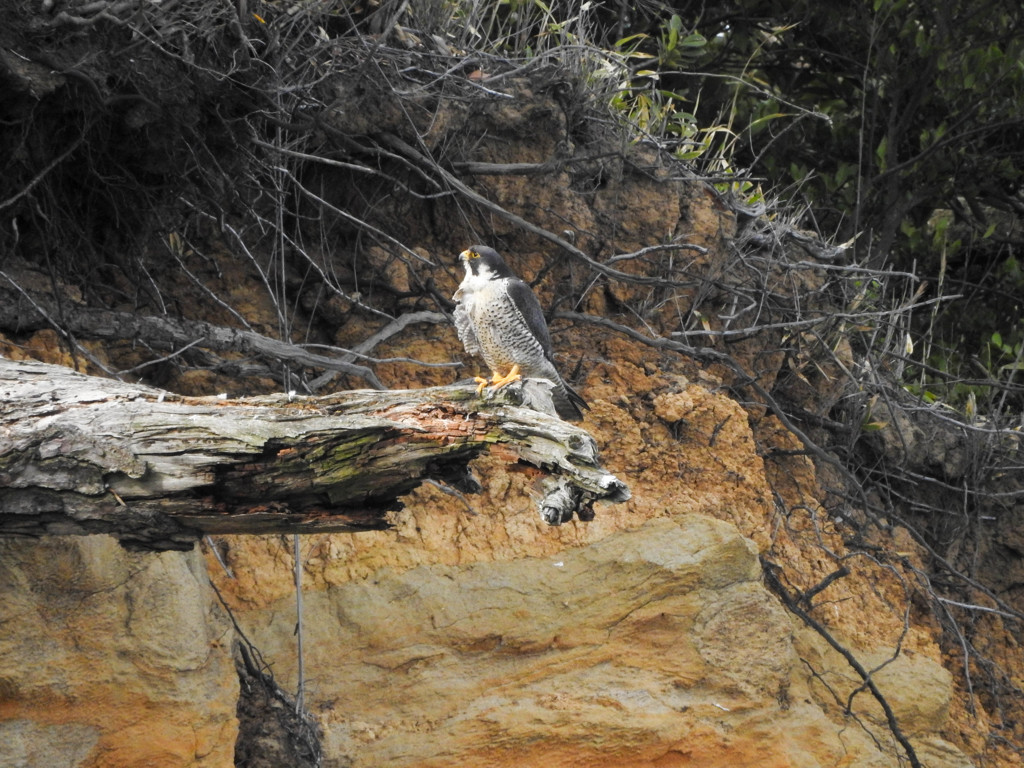 超望遠で100ｍ先のハヤブサ　03
