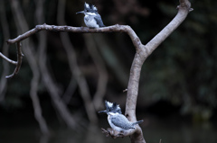 Crested kingfisher 34