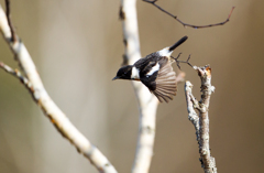 飛び出し 飛び出し
